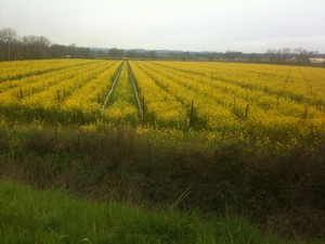 Wild mustard Sonoma County