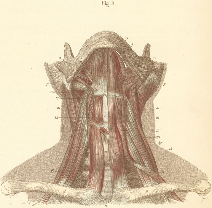 Muscles of Neck